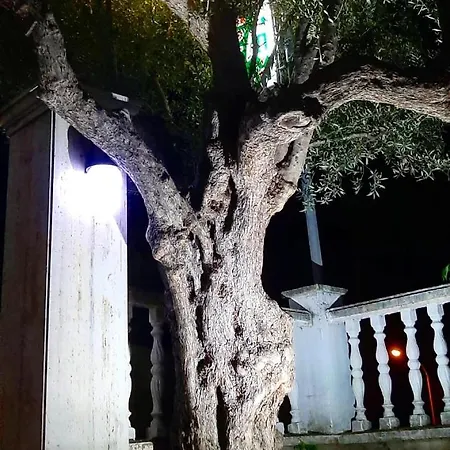 Le Olive 3* אלבסאן